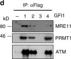Detection of Human GFI-1 by Western Blot