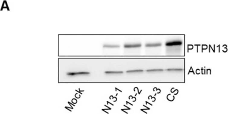Detection of Human PTPN13/PTPL1 by Western Blot