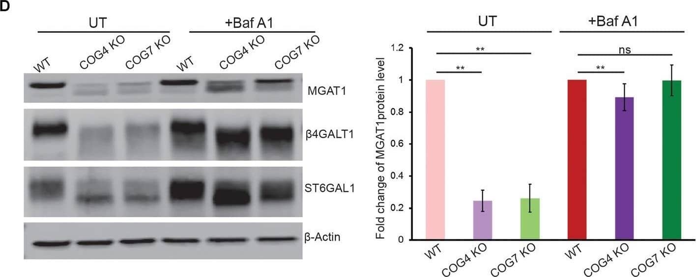 Detection of beta-1,4-Galactosyltransferase 1/B4GalT1 by Western Blot