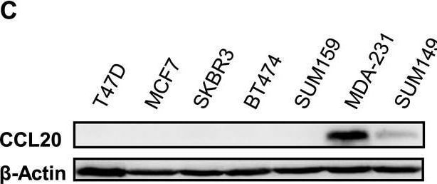 Detection of CCL20/MIP-3 alpha by Western Blot