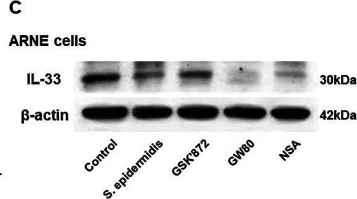 Detection of IL-33 by Western Blot