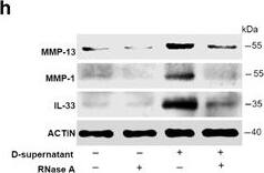 Detection of IL-33 by Western Blot