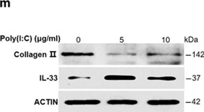 Detection of IL-33 by Western Blot