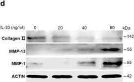 Detection of IL-33 by Western Blot