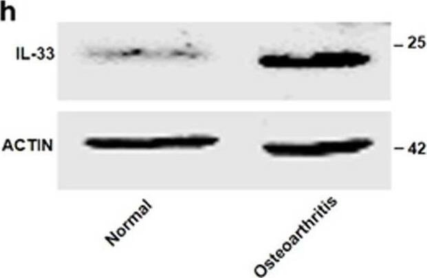 Detection of IL-33 by Western Blot