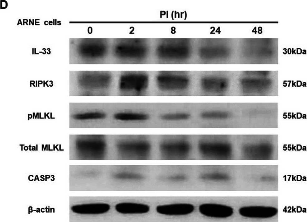 Detection of IL-33 by Western Blot