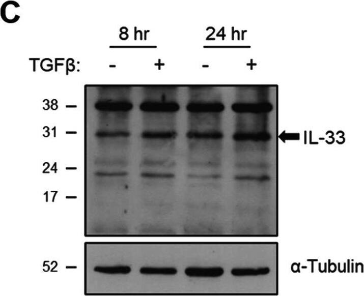 Detection of IL-33 by Western Blot