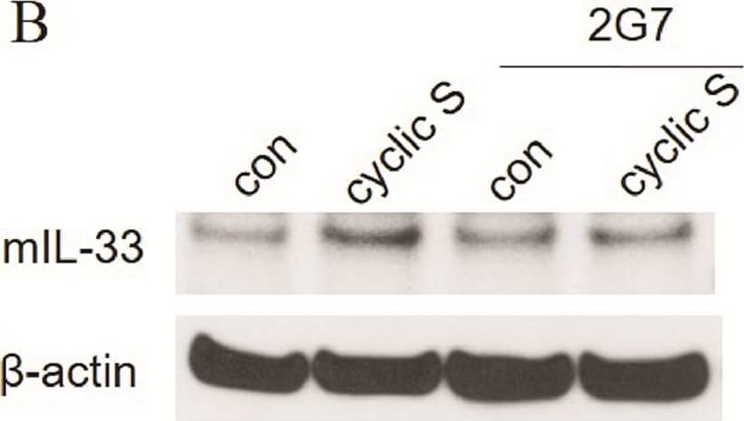Detection of Mouse IL-33 by Western Blot