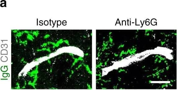Detection of Mouse Human/Mouse/Rat CD31/PECAM-1 Antibody by Immunohistochemistry