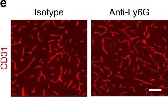 Detection of Mouse Human/Mouse/Rat CD31/PECAM-1 Antibody by Immunohistochemistry
