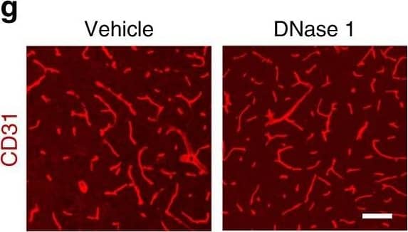 Detection of Mouse Human/Mouse/Rat CD31/PECAM-1 Antibody by Immunohistochemistry