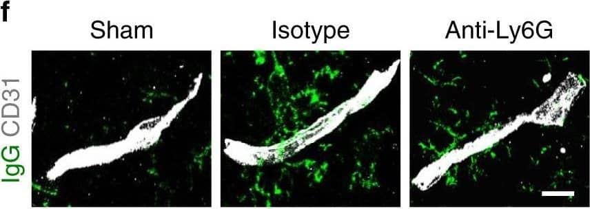 Detection of Mouse Human/Mouse/Rat CD31/PECAM-1 Antibody by Immunohistochemistry