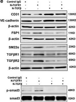 Detection of Human CD31/PECAM-1 by Western Blot