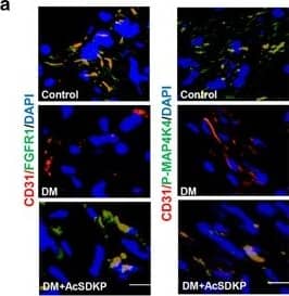 Detection of Mouse CD31/PECAM-1 by Immunocytochemistry/Immunofluorescence