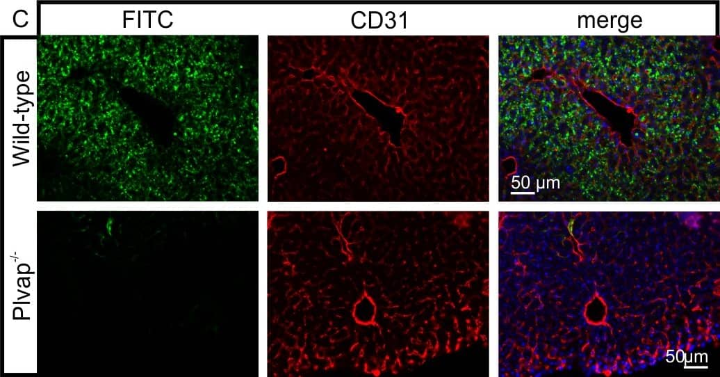 Detection of Mouse CD31/PECAM-1 by Immunocytochemistry/Immunofluorescence