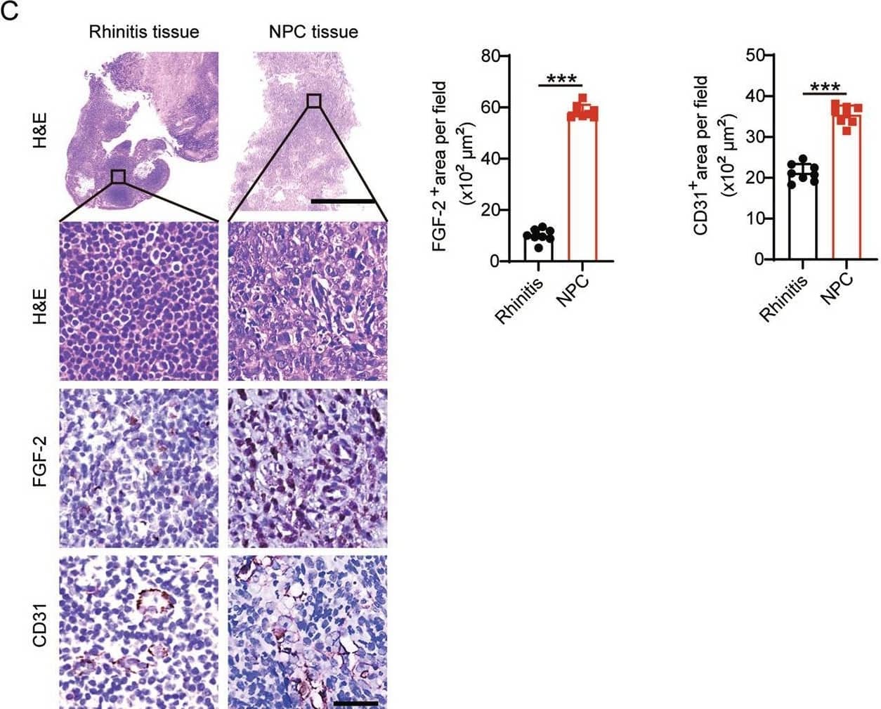 Detection of CD31/PECAM-1 by Immunohistochemistry