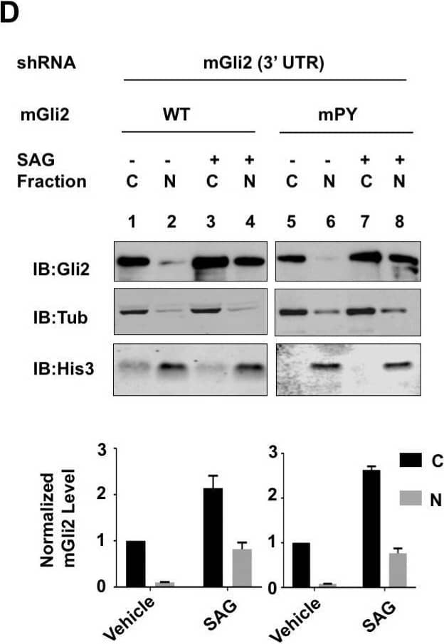 Detection of GLI-2 by Western Blot