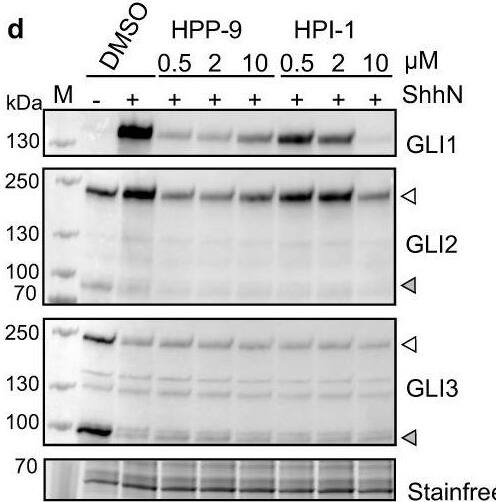 Detection of Mouse GLI-2 by Western Blot
