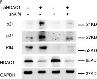 Detection of Human KLF4 by Knockdown Validated