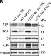 Detection of Mouse KLF4 by Knockdown Validated