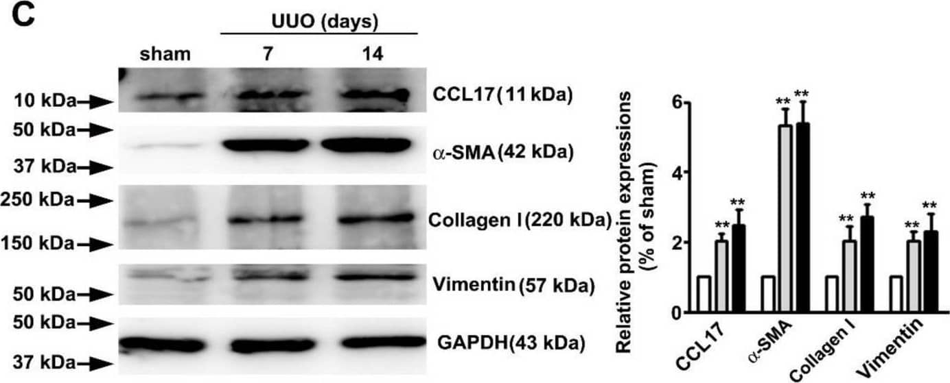 Detection of CCL17/TARC by Western Blot