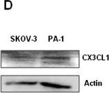 Detection of CX3CL1/Fractalkine by Western Blot