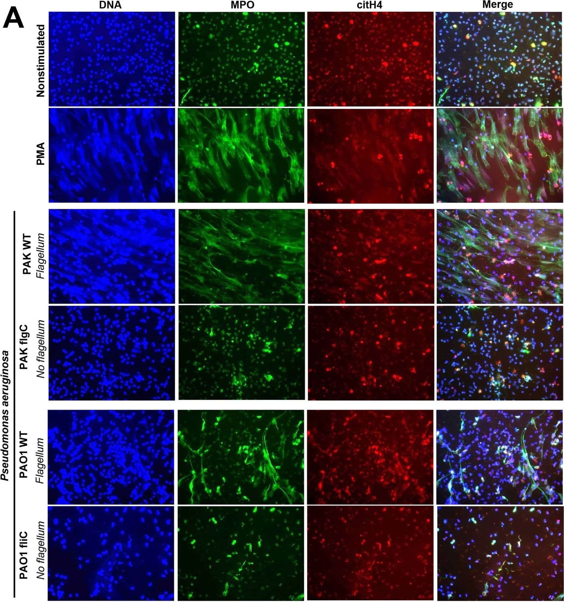 Detection of Human Human/Mouse Myeloperoxidase/MPO Antibody by Immunohistochemistry