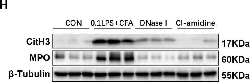 Detection of Myeloperoxidase/MPO by Western Blot