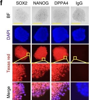 Detection of Mouse DPPA4 by Immunocytochemistry/Immunofluorescence