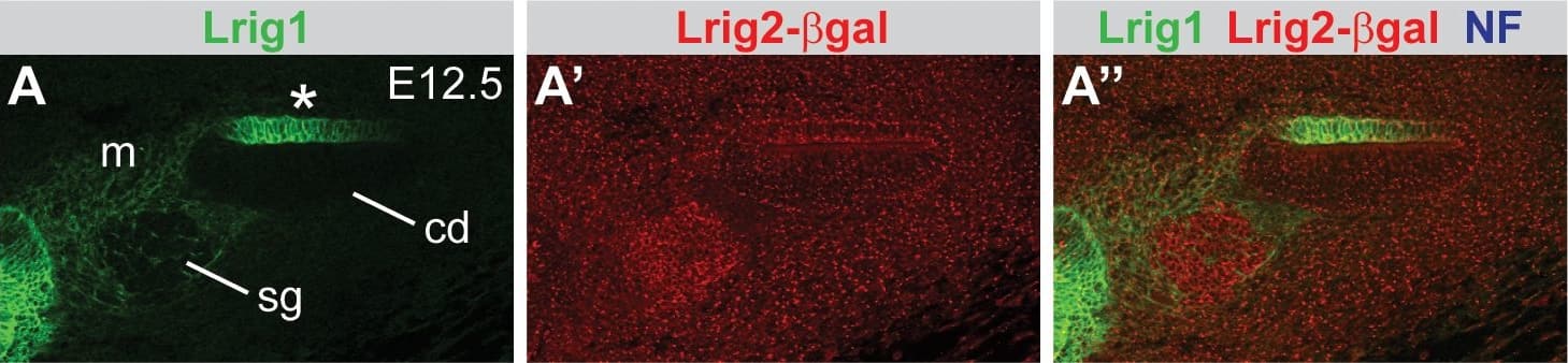 Detection of Mouse LRIG1 by Immunocytochemistry/Immunofluorescence