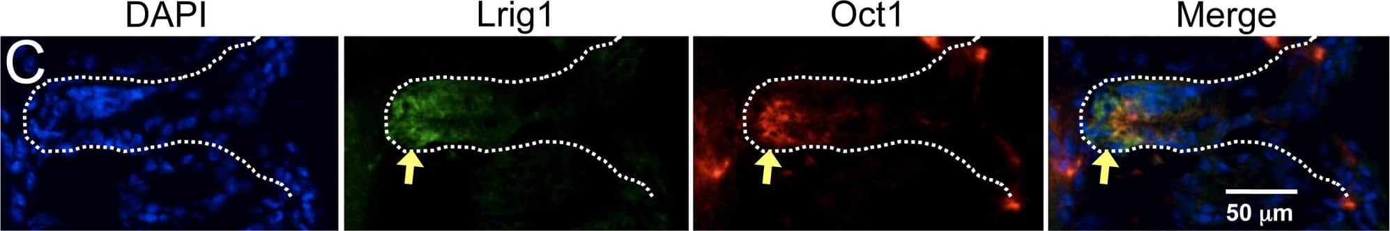 Detection of Mouse LRIG1 by Immunocytochemistry/Immunofluorescence