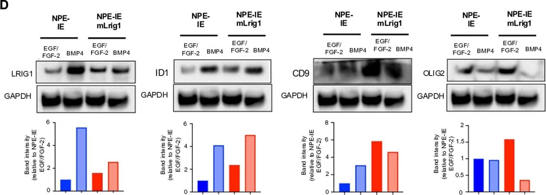 Detection of Mouse LRIG1 by Western Blot