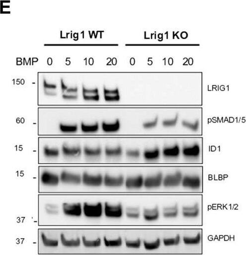 Detection of Mouse LRIG1 by Western Blot