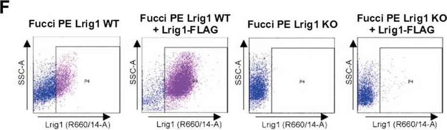 Detection of Mouse LRIG1 by Flow Cytometry