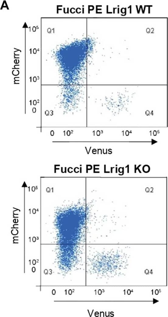 Detection of Mouse LRIG1 by Flow Cytometry