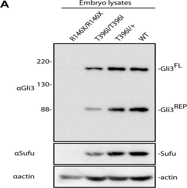 Detection of Mouse GLI-3 by Western Blot