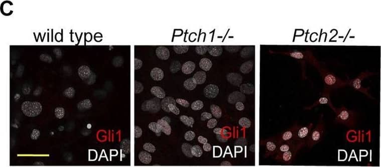 Detection of Mouse GLI-3 by Immunocytochemistry/ Immunofluorescence