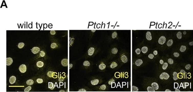 Detection of Mouse GLI-3 by Immunocytochemistry/ Immunofluorescence
