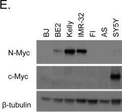 Detection of Mouse c-Myc by Western Blot