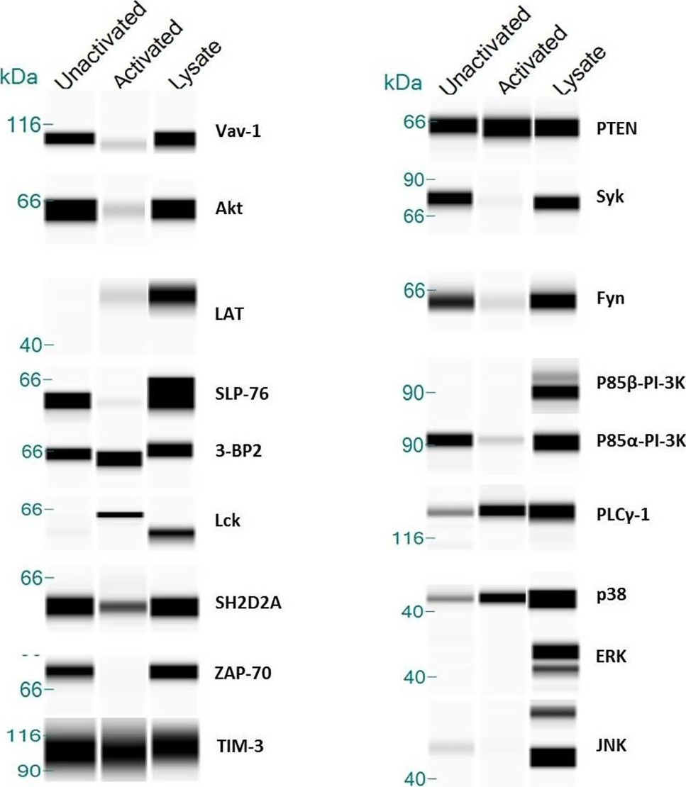 Detection of Human Lck by Simple Western
