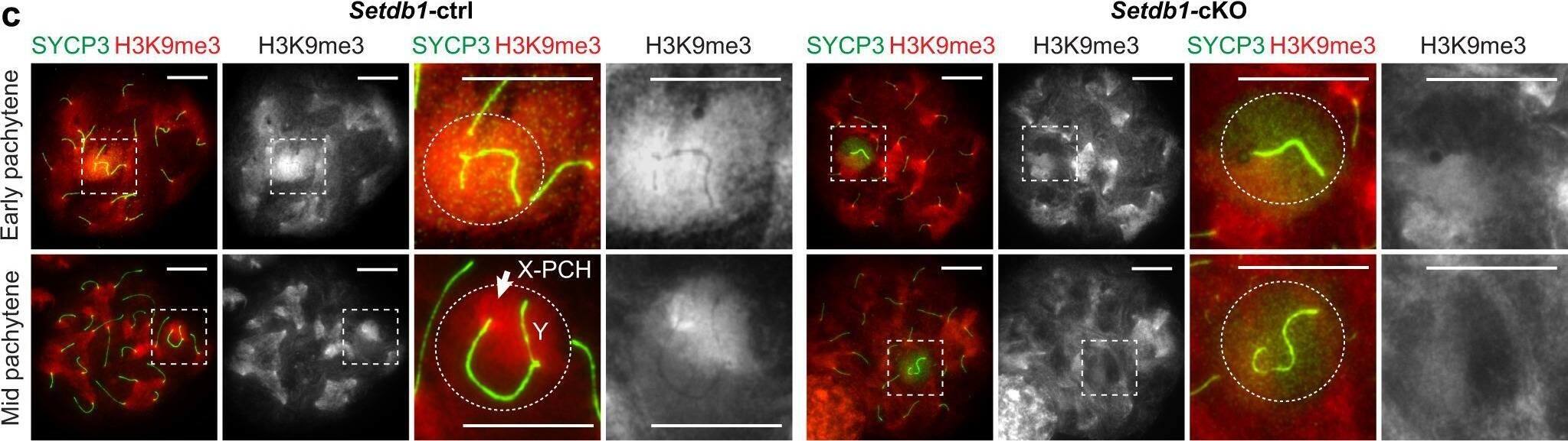Detection of Mouse SCP3/SYCP3 by Immunocytochemistry/ Immunofluorescence
