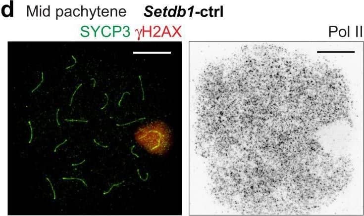 Detection of Mouse SCP3/SYCP3 by Immunocytochemistry/ Immunofluorescence