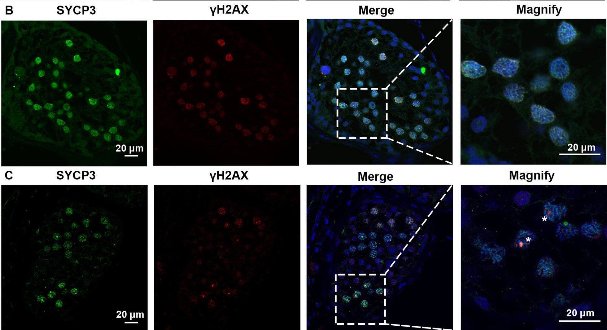 Detection of SCP3/SYCP3 by Immunocytochemistry/ Immunofluorescence