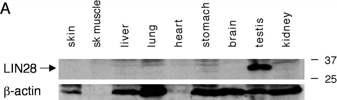 Detection of LIN-28A by Western Blot