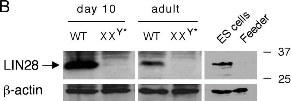 Detection of LIN-28A by Western Blot