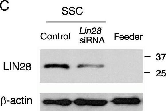 Detection of LIN-28A by Western Blot