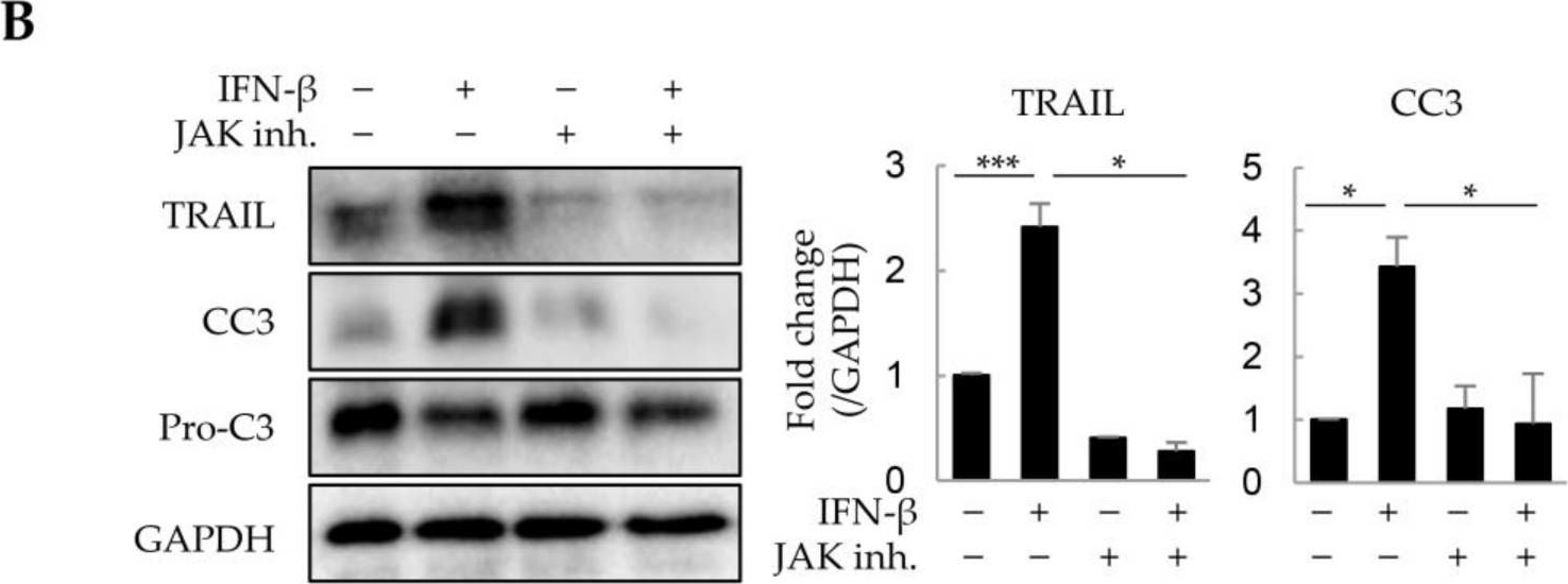 Detection of Human TRAIL/TNFSF10 by Western Blot