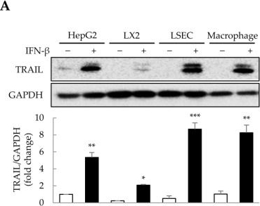 Detection of Human TRAIL/TNFSF10 by Western Blot