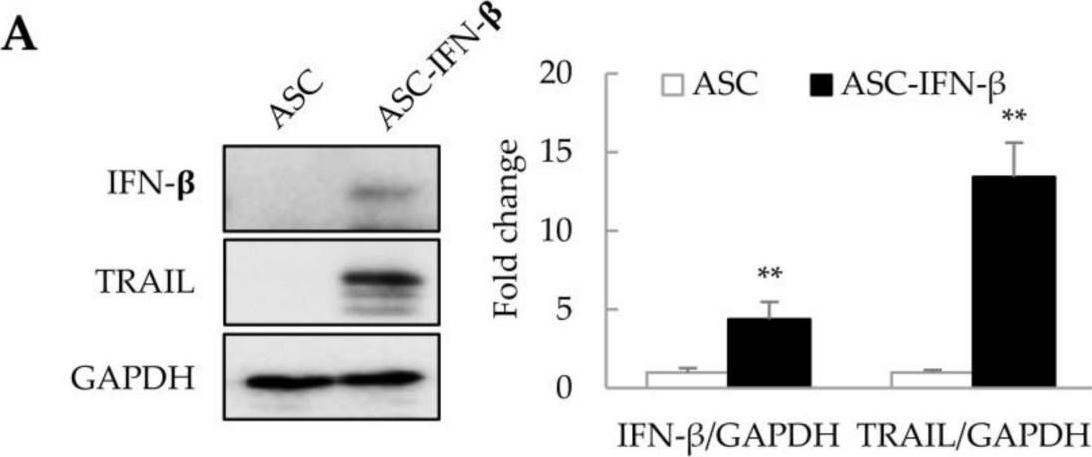 Detection of Human TRAIL/TNFSF10 by Western Blot