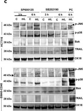 Detection of BAK by Western Blot